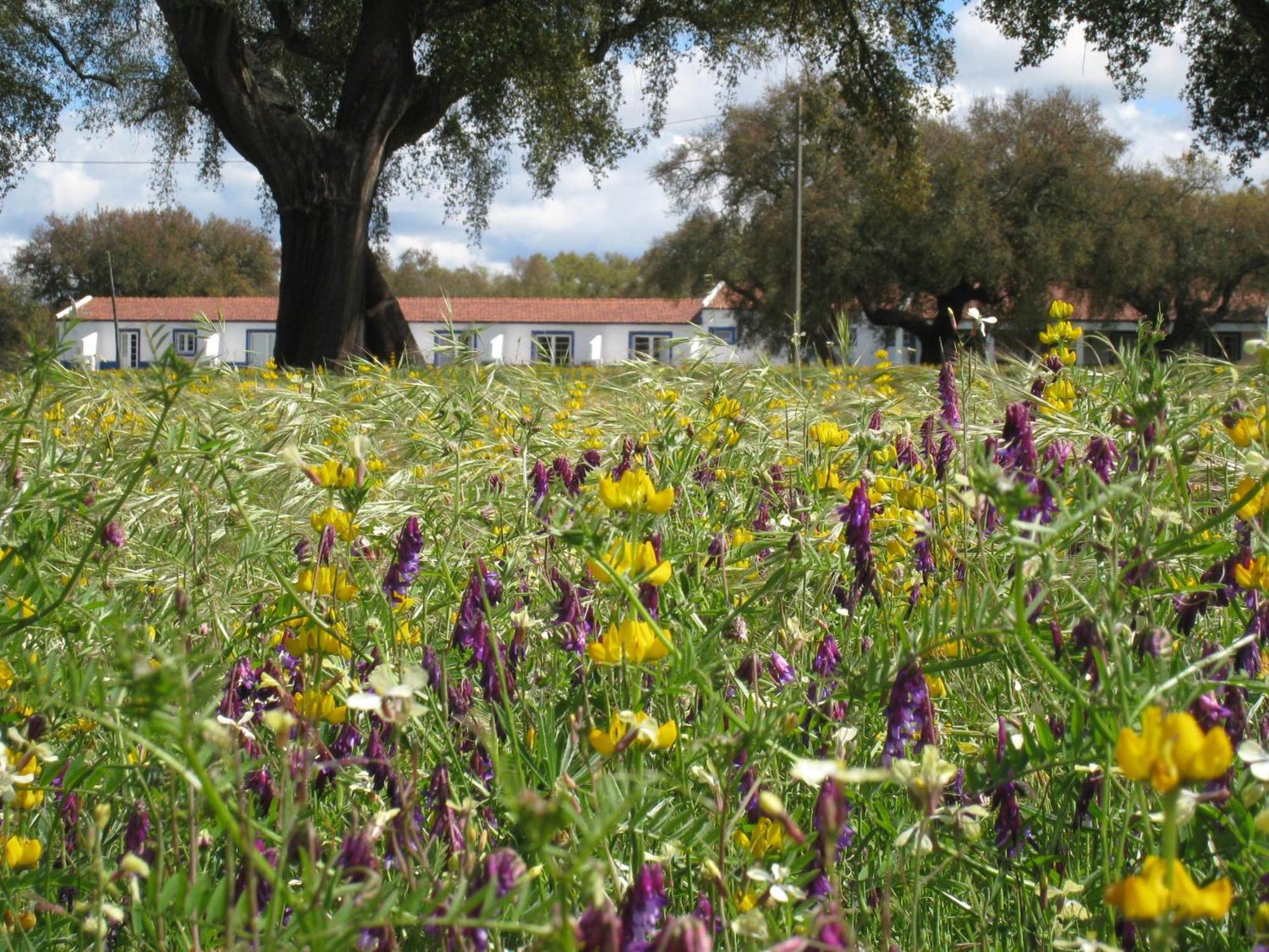 Monte Das Faias Cork Farm Hotel Grândola Dış mekan fotoğraf