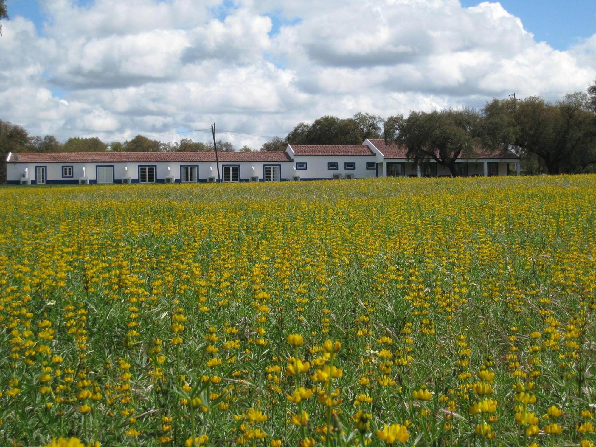 Monte Das Faias Cork Farm Hotel Grândola Dış mekan fotoğraf