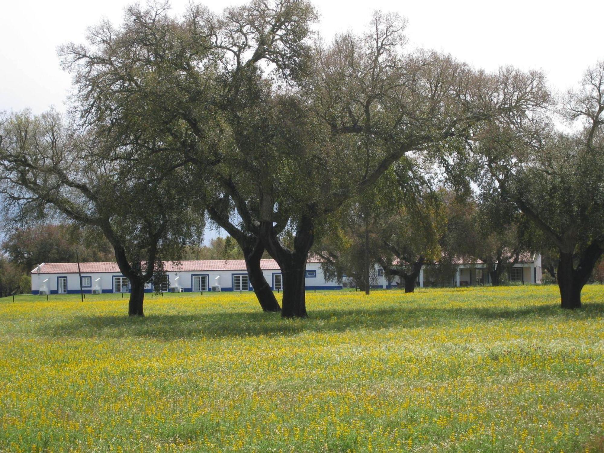 Monte Das Faias Cork Farm Hotel Grândola Dış mekan fotoğraf
