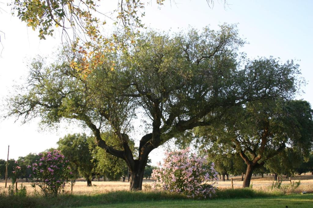 Monte Das Faias Cork Farm Hotel Grândola Dış mekan fotoğraf